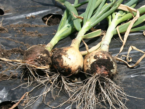 Allium cepa