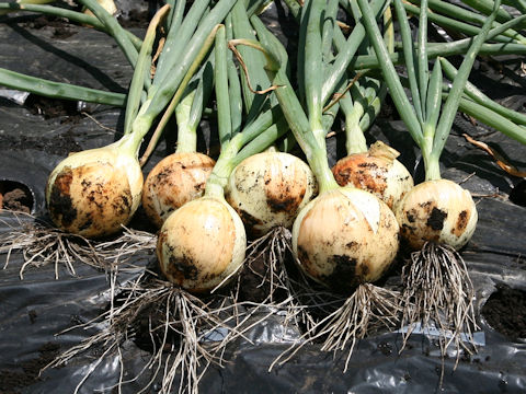 Allium cepa