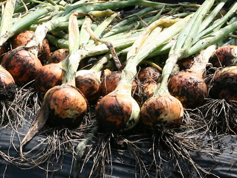 Allium cepa