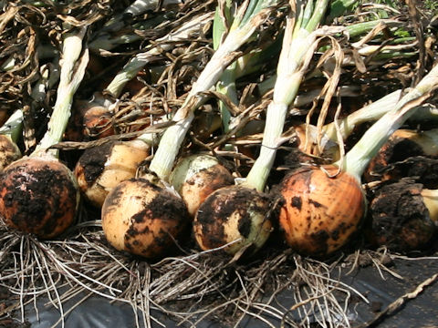 Allium cepa