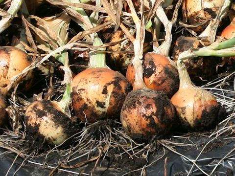 Allium cepa