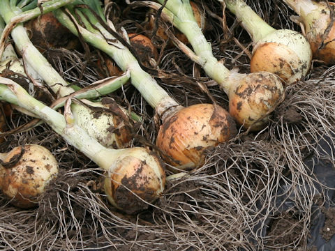 Allium cepa