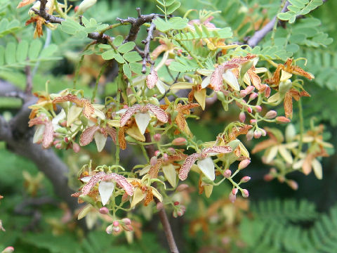 Tamarindus indica