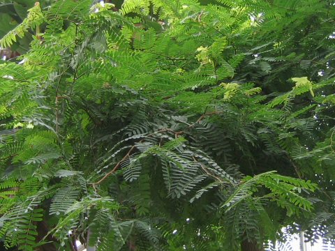 Tamarindus indica