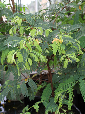 Tamarindus indica