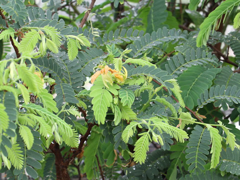 Tamarindus indica