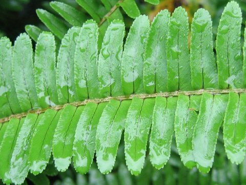 Nephrolepis cordifolia