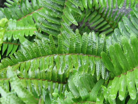 Nephrolepis cordifolia