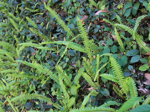 Nephrolepis cordifolia