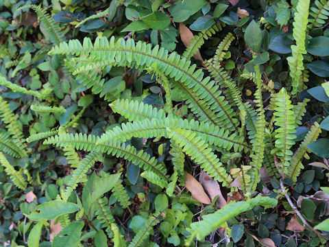 Nephrolepis cordifolia