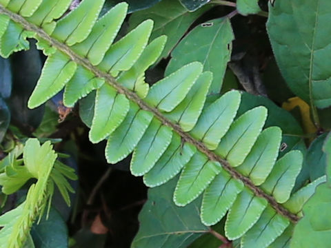 Nephrolepis cordifolia