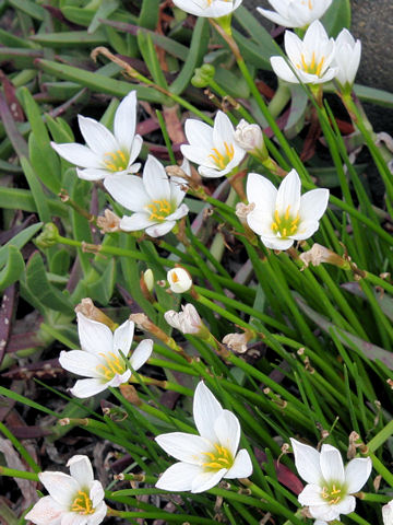 Zephyranthes candida