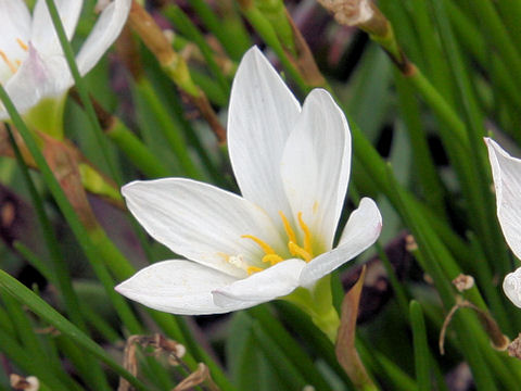 Zephyranthes candida