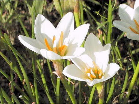 Zephyranthes candida