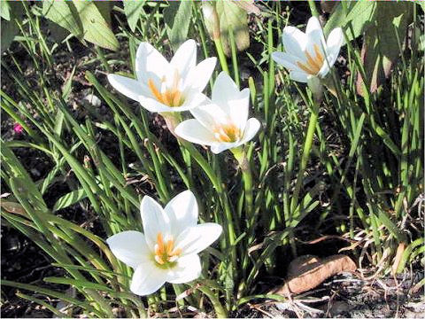 Zephyranthes candida