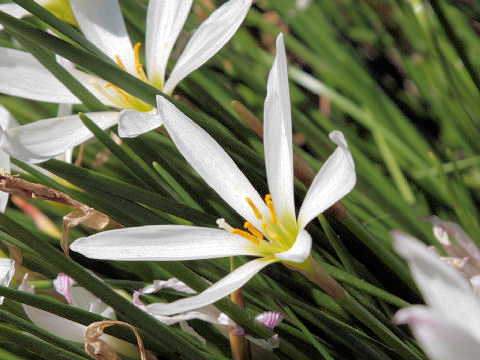 Zephyranthes candida