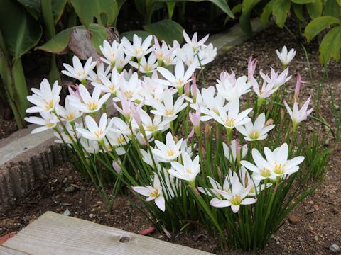 Zephyranthes candida