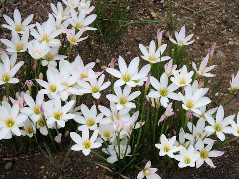 Zephyranthes candida