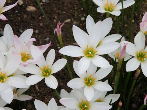 Zephyranthes candida