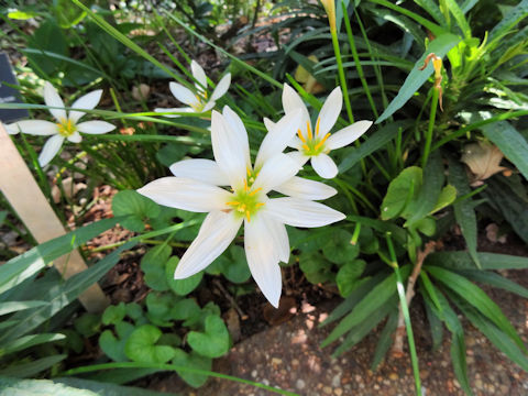 Zephyranthes candida