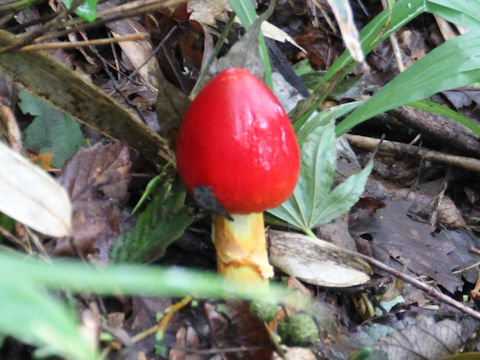 Amanita caesareoides