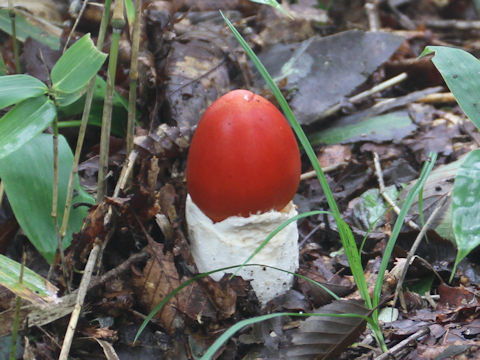 Amanita caesareoides