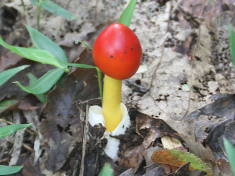 Amanita caesareoides