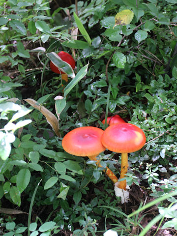 Amanita caesareoides