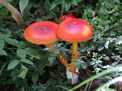 Amanita caesareoides