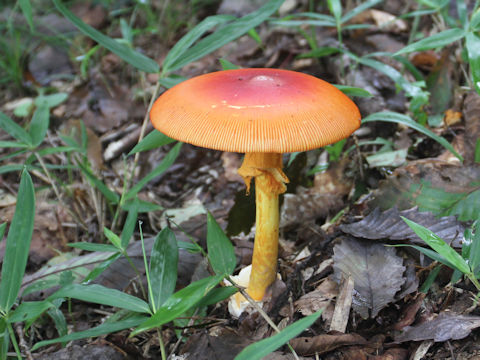 Amanita caesareoides