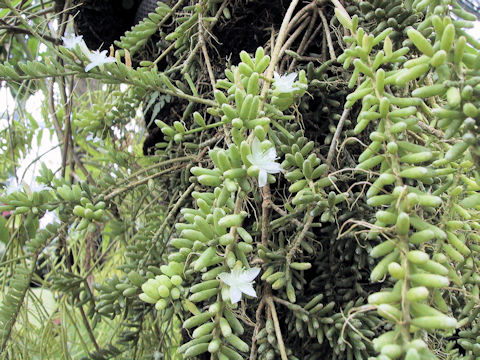 Sedum morganianum