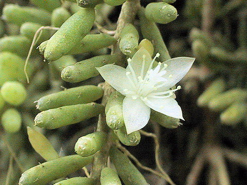 Sedum morganianum