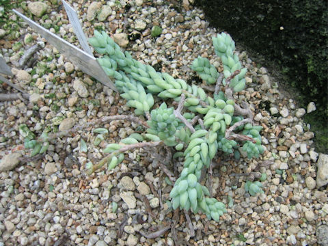 Sedum morganianum