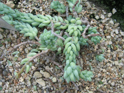 Sedum morganianum