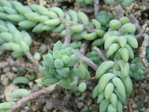 Sedum morganianum