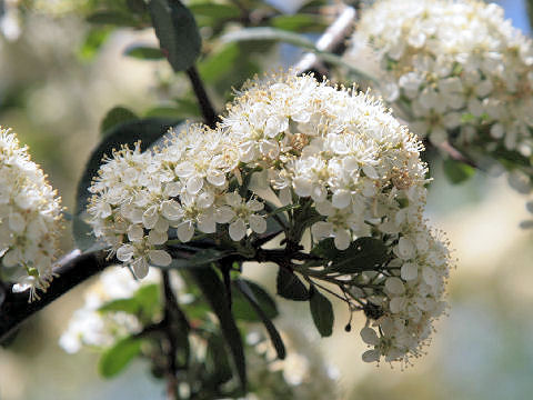 Pyracantha angustifolia