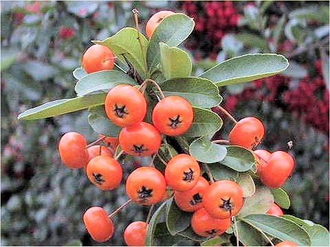 Pyracantha angustifolia