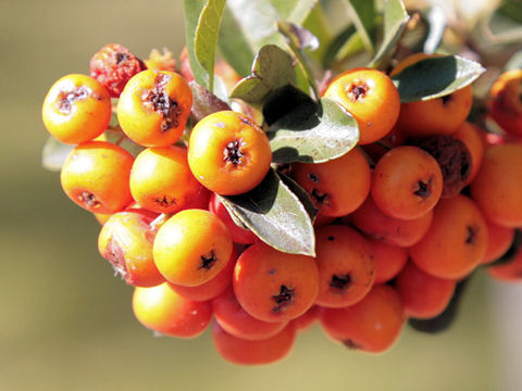 Pyracantha angustifolia