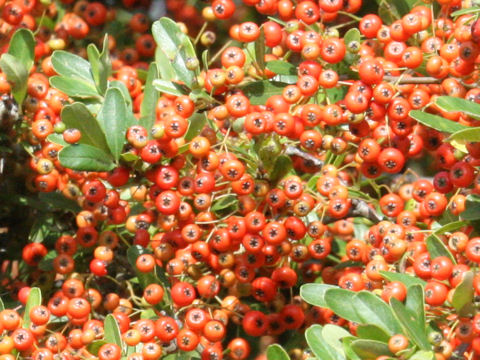 Pyracantha angustifolia