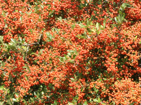 Pyracantha angustifolia