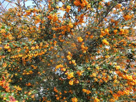 Pyracantha angustifolia