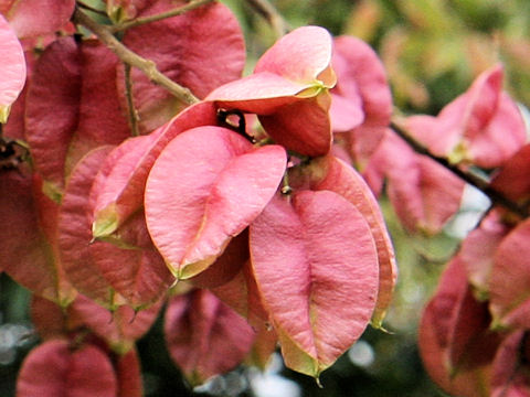 Koelreuteria henryi