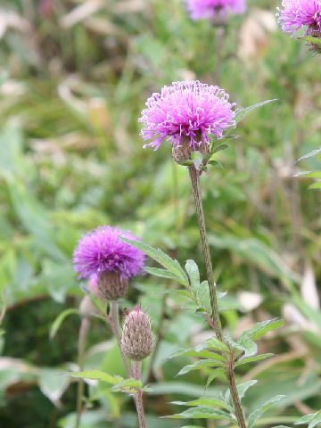 Serratula coronata ssp. insularis