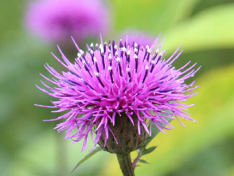 Serratula coronata ssp. insularis