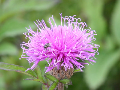 Serratula coronata ssp. insularis