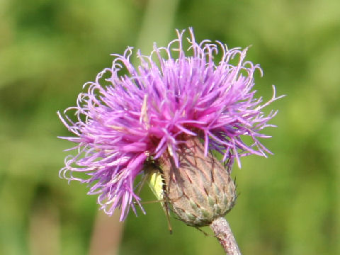 Serratula coronata ssp. insularis