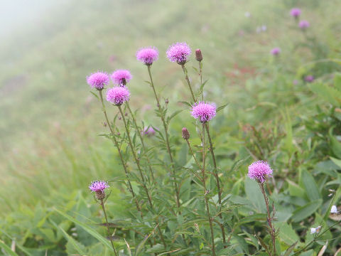 Serratula coronata ssp. insularis