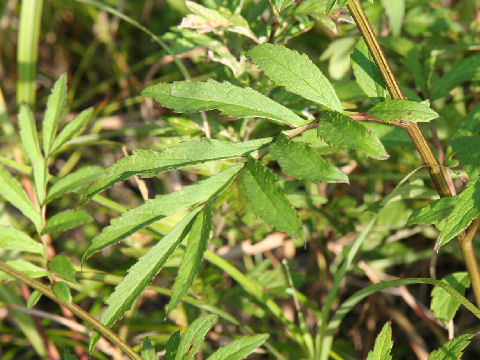 Serratula coronata ssp. insularis
