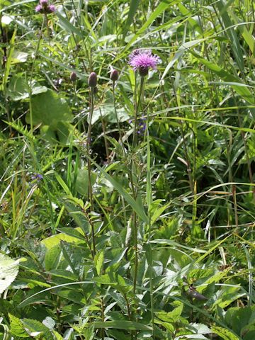 Serratula coronata ssp. insularis