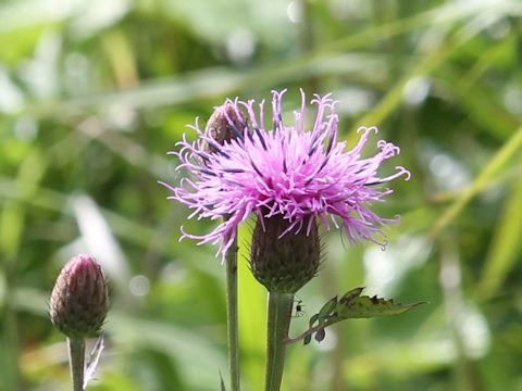 Serratula coronata ssp. insularis